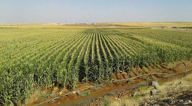 Urfa’da mısırın tahmini üretim maliyeti açıklandı
